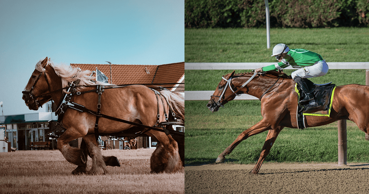荷馬と騎手を乗せた競走馬を並べた写真