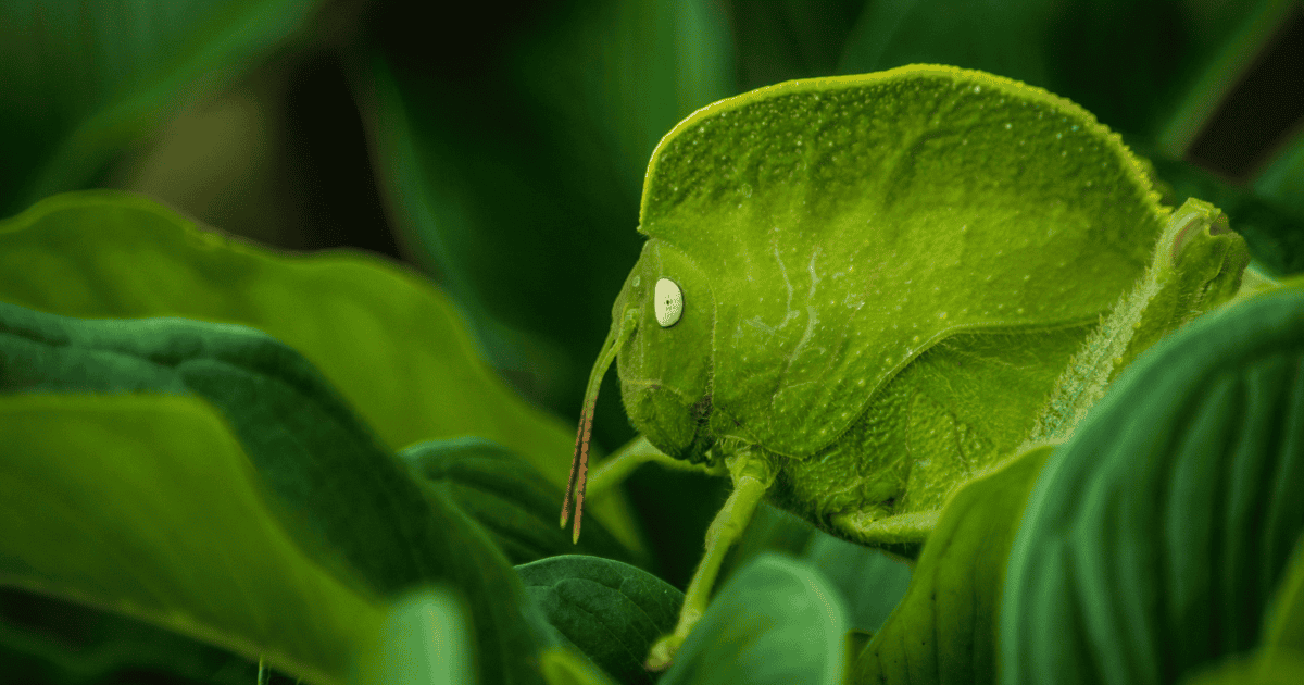 周囲の葉に溶け込む、葉のような形の緑色の昆虫
