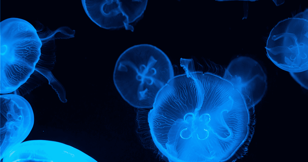 Blue jellyfish floating against a dark background