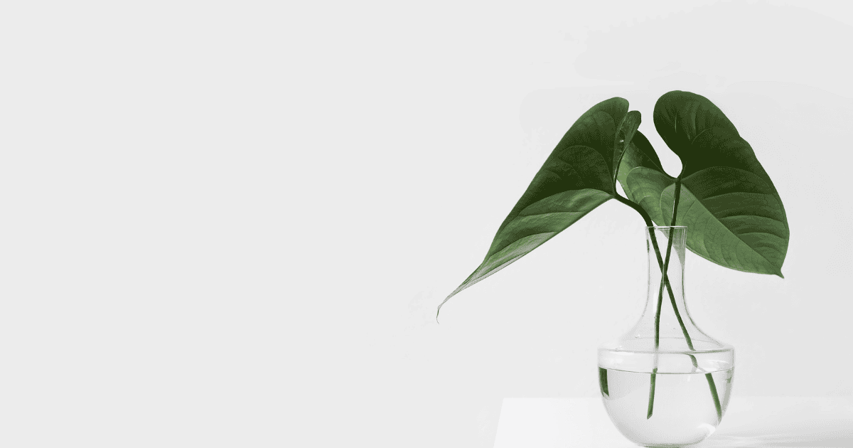 Green leaves in a glass vase against a white background
